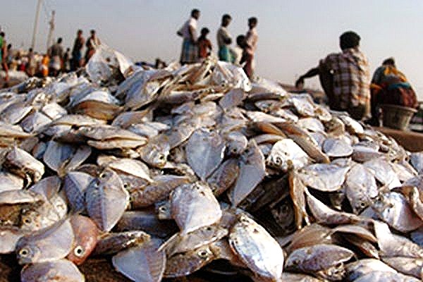 What are some of the problems with overfishing?